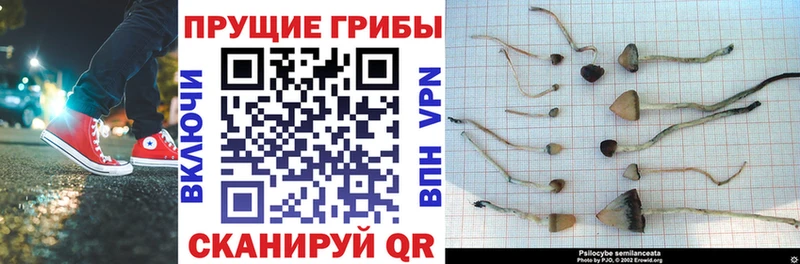 Галлюциногенные грибы Cubensis закладка Нефтегорск